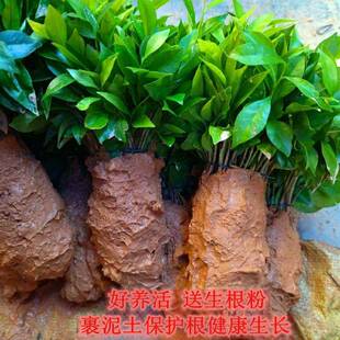 沉香树奇楠小苗白木幼苗心白香霸奇芽苗香小yCpi9kOY杯苗带杯带土