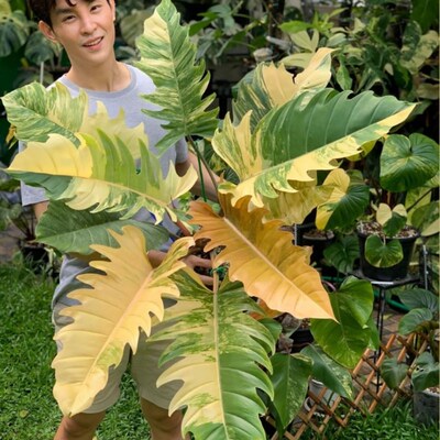 火之戒锦蔓绿绒锦化植物Philodendron 盆栽绿植ins热植