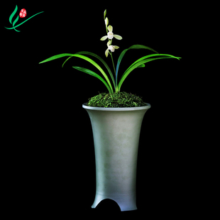 建兰兰花四季大唐宫粉浓香花卉盆景盆栽土绿植带草植物花苞名贵苗