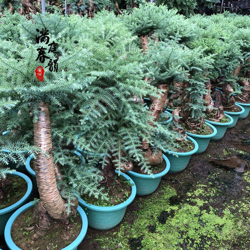 澳洲杉盆景绿植盆栽松树大型绿植室内客厅大植物四季常青净化空气