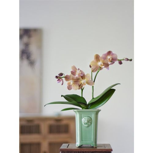 春天到家 蝴蝶兰盆栽摩纳哥室内绿植盆栽桌面好养花卉送礼送植物