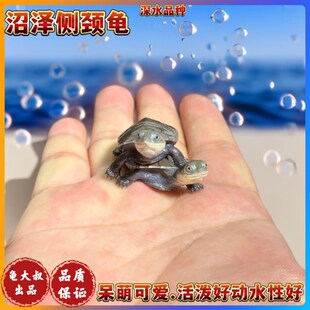 沼泽侧颈龟西非侧颈龟沼泽苗圆澳侧颈龟亚巨安布大鱼缸造景深水龟