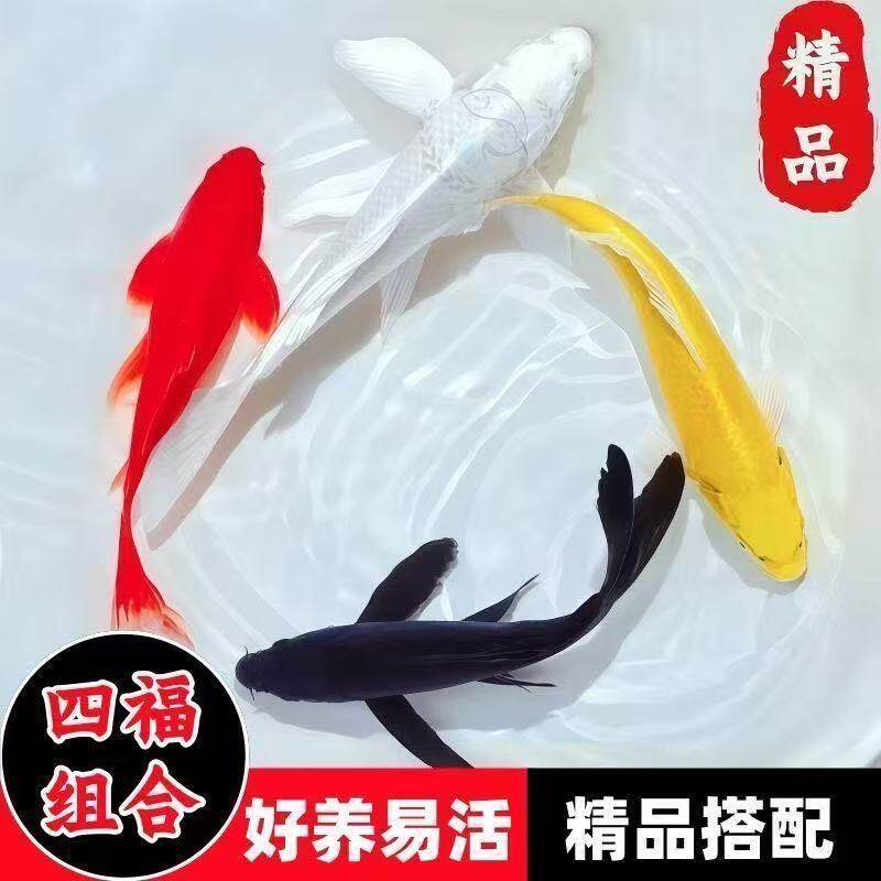 淡水鱼不加热四季可养