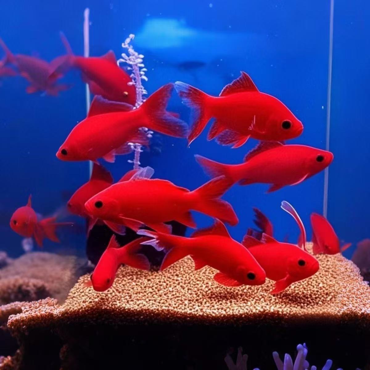 自来水可养红鱼发财鱼冷水观赏鱼