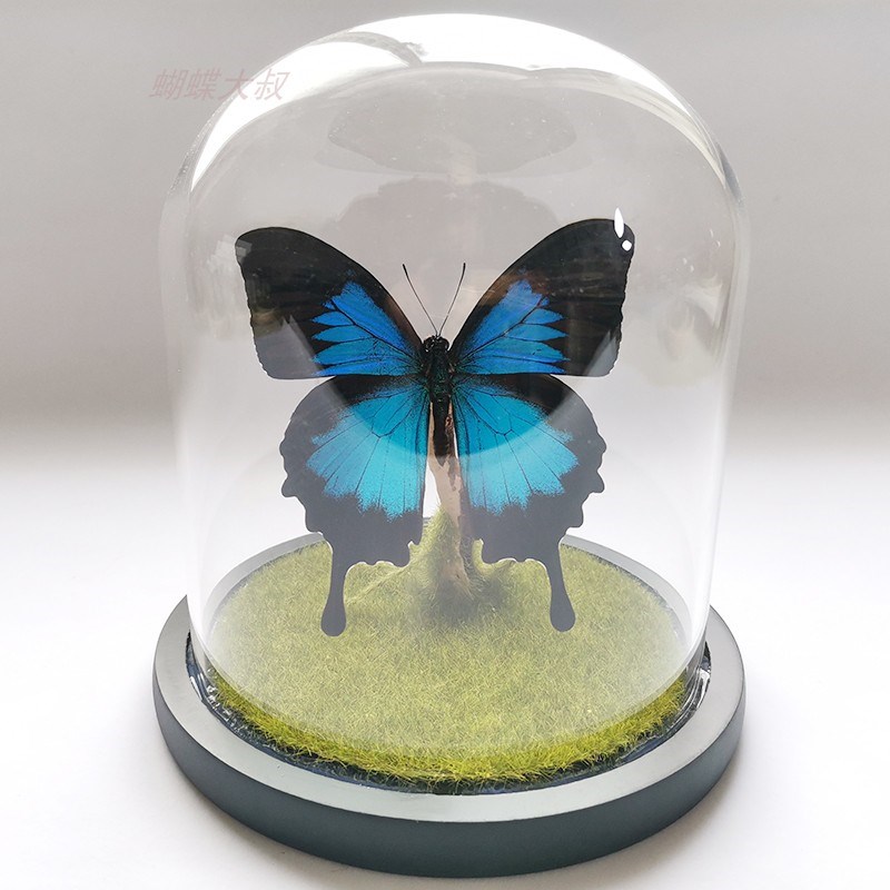 真蝴蝶标本 昆虫标本蝴蝶DIY特色创意 七夕节礼品 立体摆件