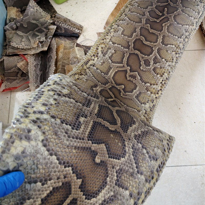 整条金花蟒皮二胡蟒皮 扎木聂三弦蟒皮金花蟒皮 二胡蒙皮三弦蒙皮