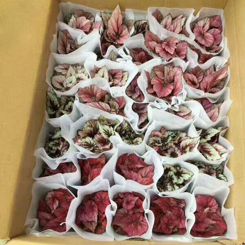 观叶植物精品创意小盆栽（90）观叶秋海棠整箱发