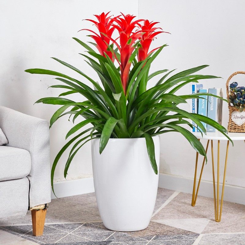 开业绿植大盆栽无锡同城鸿运当头招财乔迁红星凤梨客厅净化空气