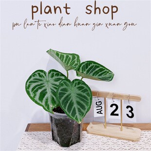 普兰特小店  铜锣烧花烛   天南星科ins风  室内盆栽好养观叶植物