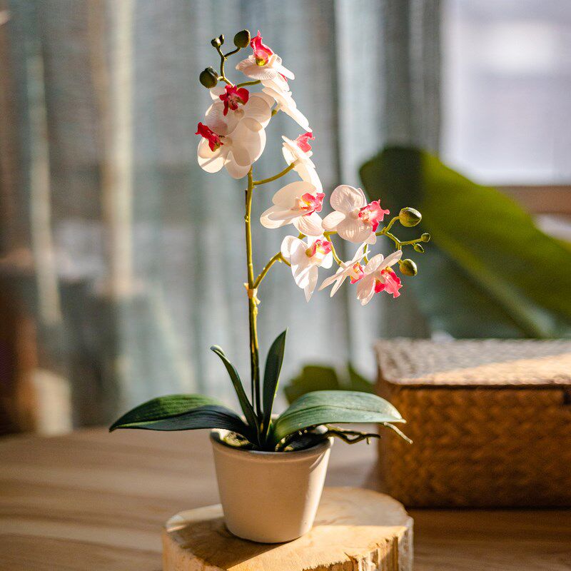 掬涵蝴蝶兰假花仿真花兰花盆景套装客厅桌面绿植玄关盆栽【苏琪】