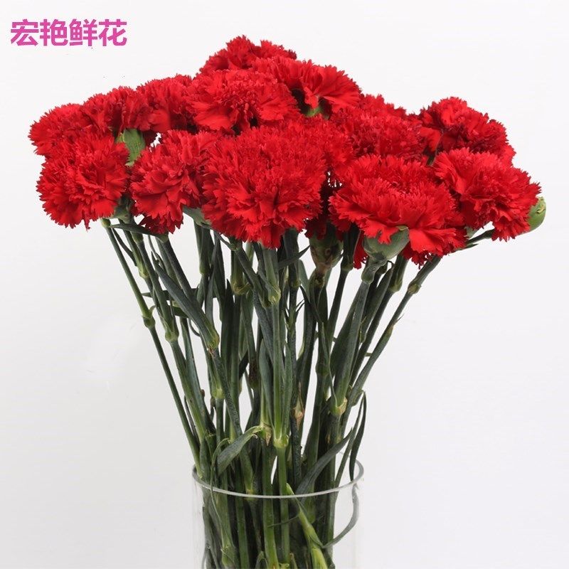 【花卉园】云南昆明单头康乃馨家庭插画真花母亲节妈妈礼物包邮