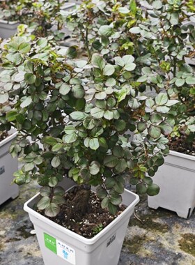 【精品方盆苗】原盆原土根接扦插月季根接苗玫瑰伊芙系列大花浓香