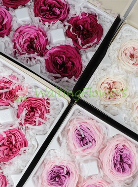 永生花奥斯汀玫瑰材料diy大地农园5-6cm花03837 03510永生花礼盒