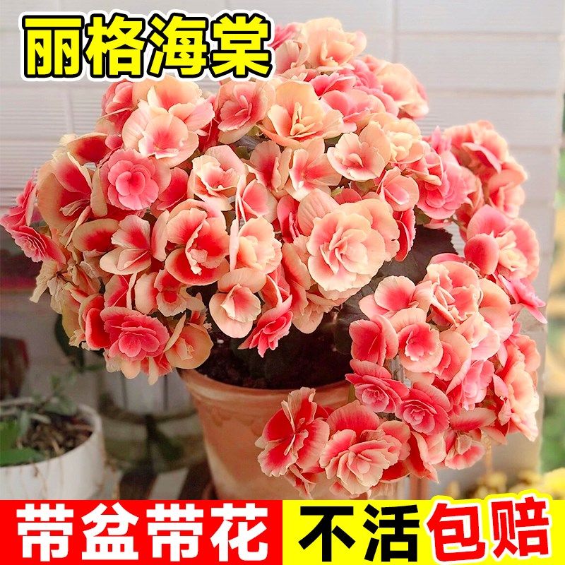 丽格海棠重瓣四季海棠花盆栽客厅天竺葵室内花卉植物阳台四季开花