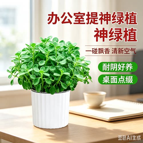 【下单立减50】碰碰香盆栽绿植客厅阳台办公室桌面好养花卉植WJ