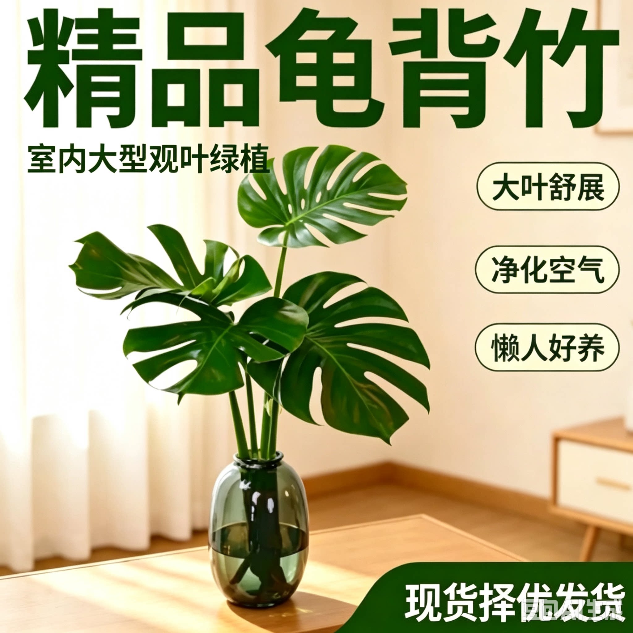 【下单立减50】水培大叶龟背竹室内客厅好养四季常青净化空气HN