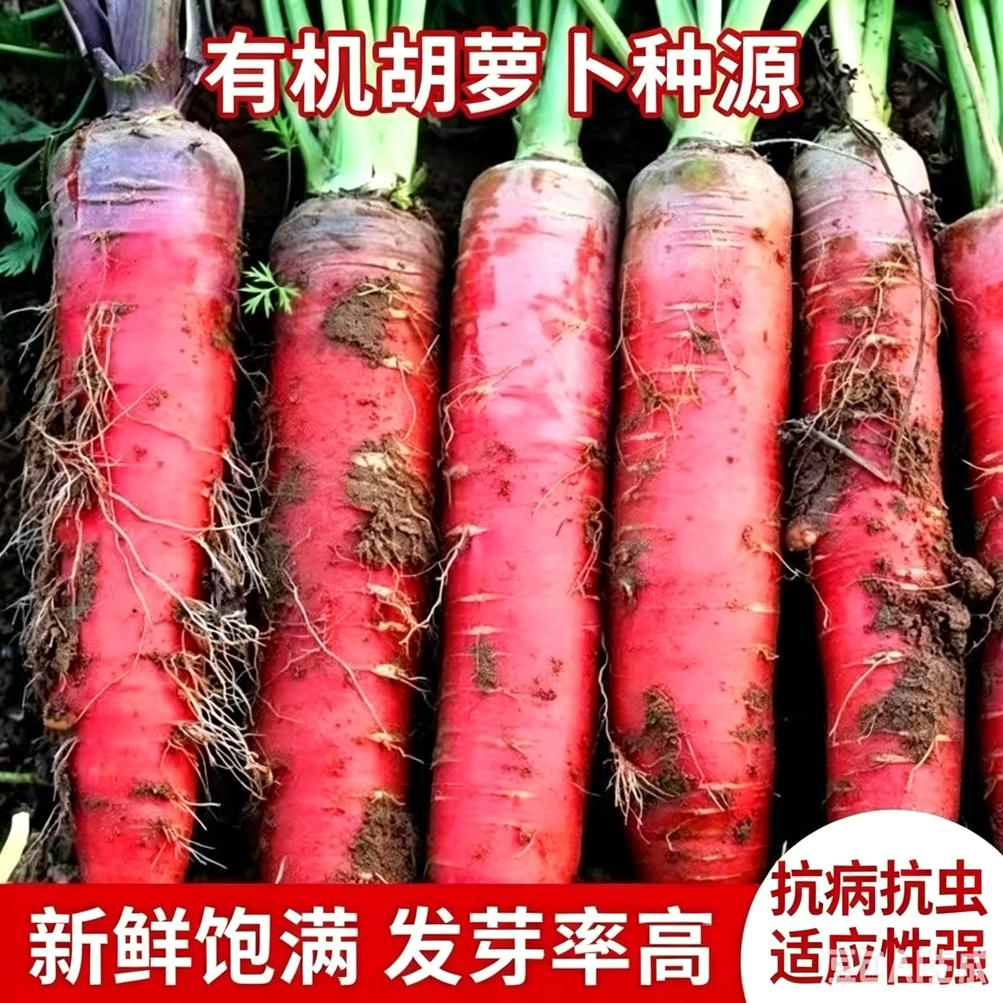 【下单立减50】水果胡萝卜种子生吃甜脆透心红胡萝卜种子WL