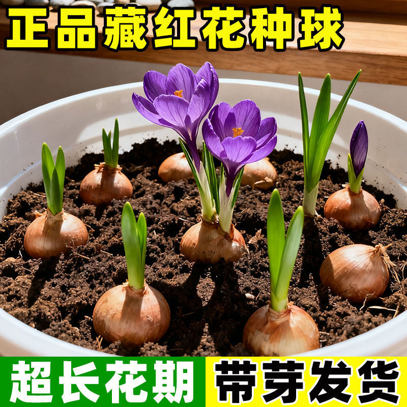 【下单立减50】藏红花种球耐寒耐旱花蕊可食用可泡脚花卉种球WJ