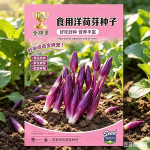 【下单立减50】食用洋荷芽种球四季种植家庭阳台小院盆栽地栽XZ