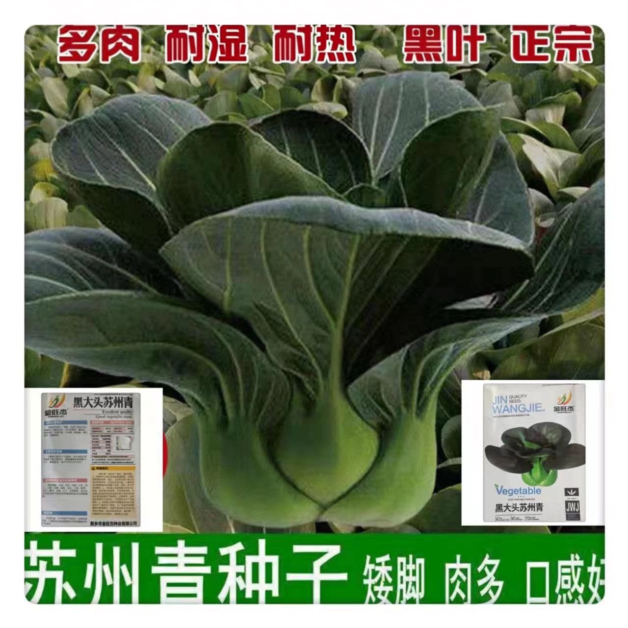 (下单立减50)黑头苏州青多肉蔬菜种子矮脚肉多口感好耐热耐湿CJ