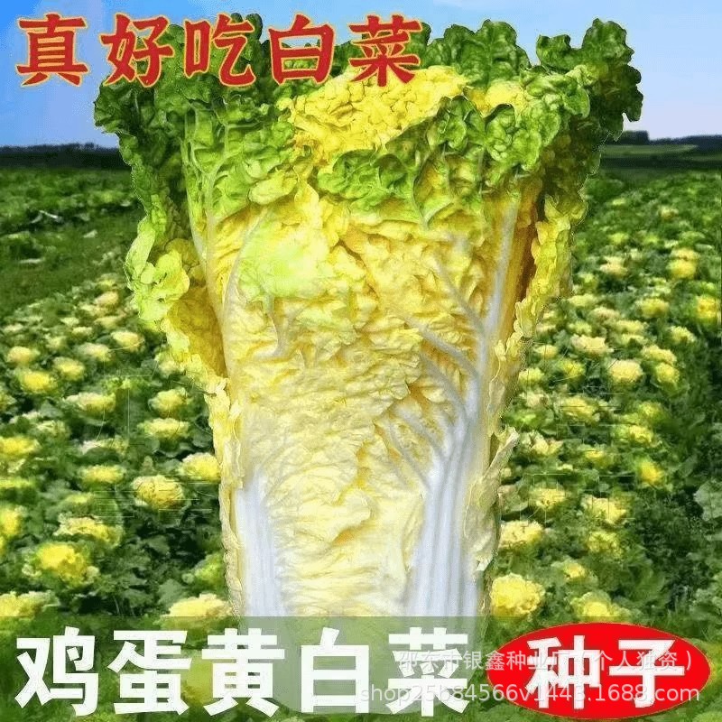 【鸡蛋黄奶油白菜种子】正品黄心高桩大白菜小院农家蔬菜种子XZ