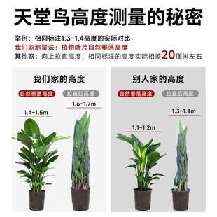 天堂鸟客厅绿植大型绿植办公室内大盆栽大叶植物落地大号除吸甲醛