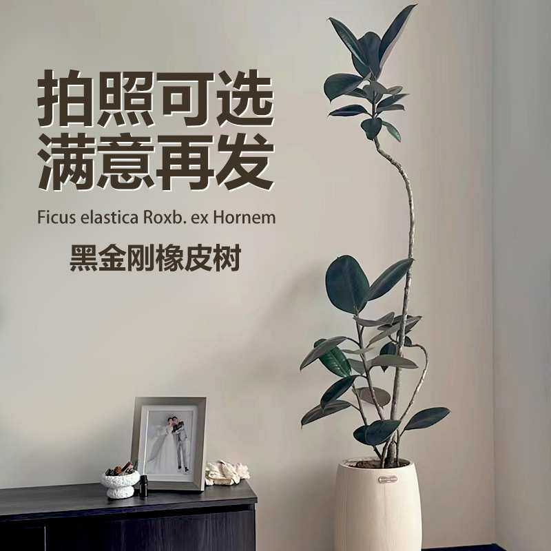造型橡皮树黑金刚室内植物盆栽办公室内客厅四季绿植净化空气
