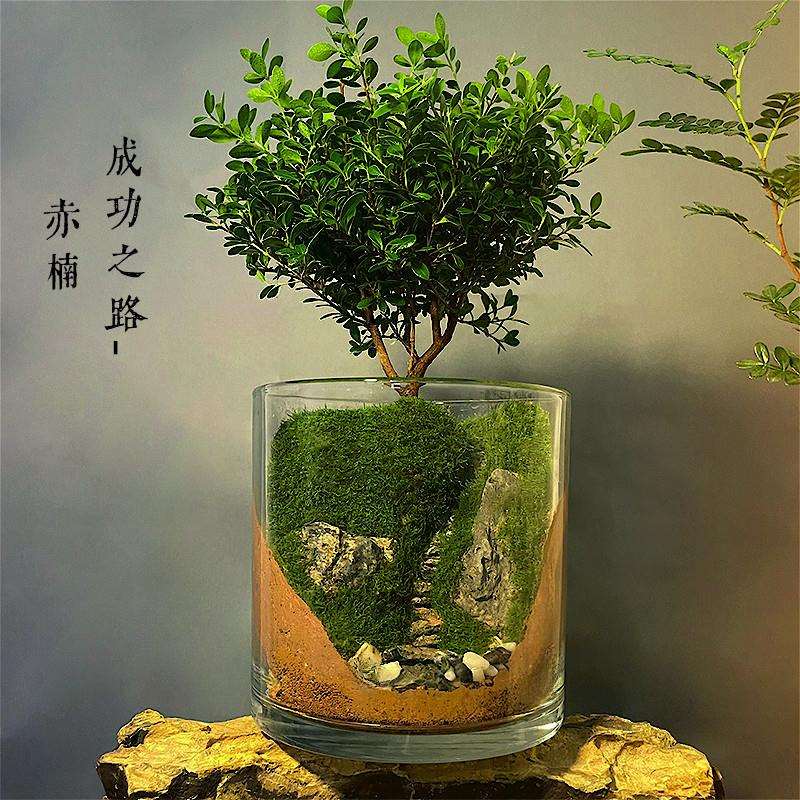 生命之树夏季水陆缸养鱼龟微景观生态瓶苔藓赤楠办公盆栽植物加湿