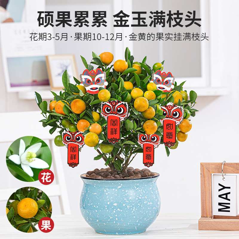 金桔树盆栽室内阳台客厅四季招财橘子盆栽好养绿植花卉喜庆年宵花