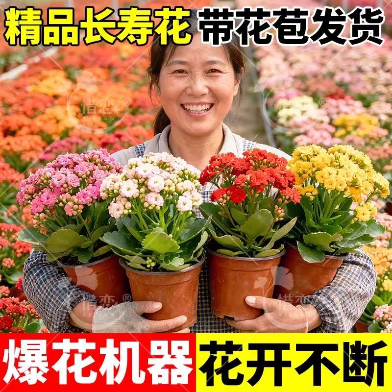 长寿花盆栽重瓣带花苞花卉室内阳台桌面绿植四季好养多肉开花植物