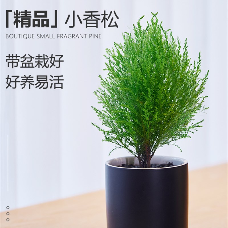 小香松盆栽植物圣诞树室内办公室绿植桌面好养活四季耐寒客厅摆件