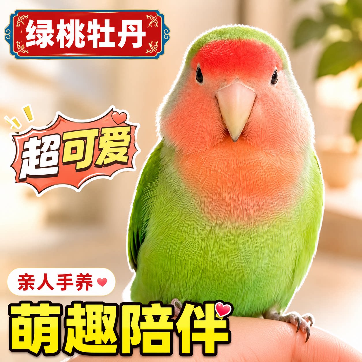 牡丹鹦鹉活鸟会说话黄桃绿桃紫罗兰亲人上手纯手养宠物鸟公母繁殖