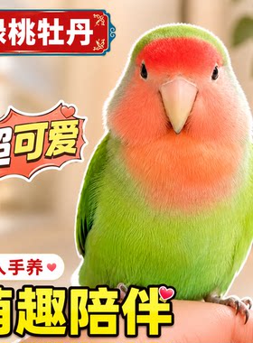 牡丹鹦鹉活鸟会说话黄桃绿桃紫罗兰亲人上手纯手养宠物鸟公母繁殖