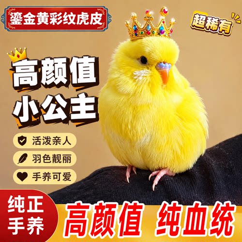 纯手养大头虎皮鹦鹉会说话活鸟宠物活物小型飞手玄凤牡丹亲人繁殖