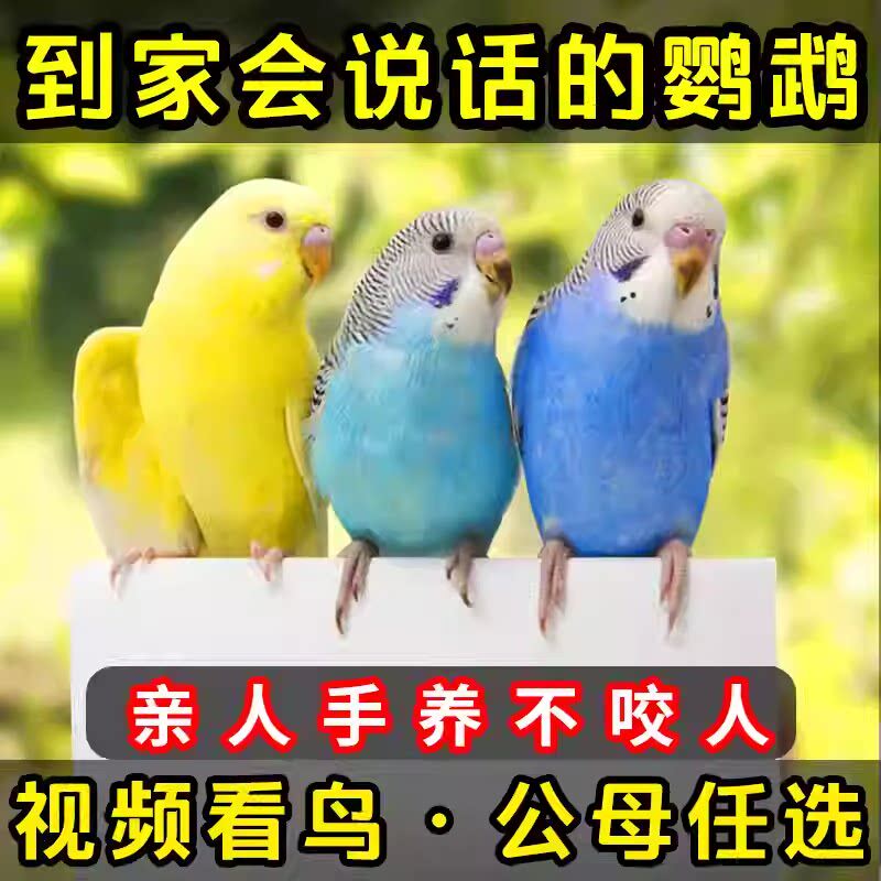 【会说话鹦鹉】纯手养亲人上手大头虎皮云斑鸟宠物接种可繁育