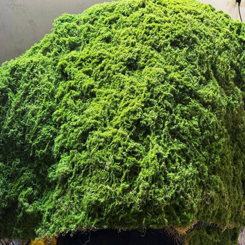 仿真干苔藓青苔羊毛藓不掉色水陆缸雨淋缸植物墙假山水苔石头垫材