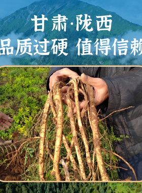 甘肃陇西野生黄芪根茎须圆切品质过硬值得信赖养生中药材豆香浓郁