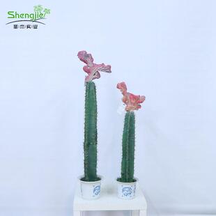 仿真玉麒麟室内绿植摆放仿真植物仿真仙人柱家居落地装饰摆件