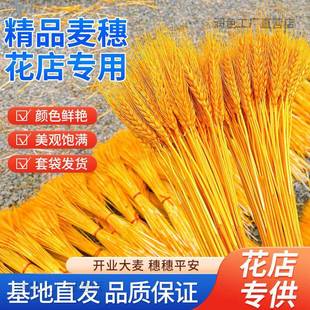 天然麦大穗金大麦黄穗开见详情业麦干花篮源厂家整头箱