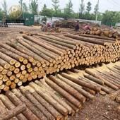 杉木原河道三角木桩园树林木原木杉木杆支撑杉282木木桩木桩