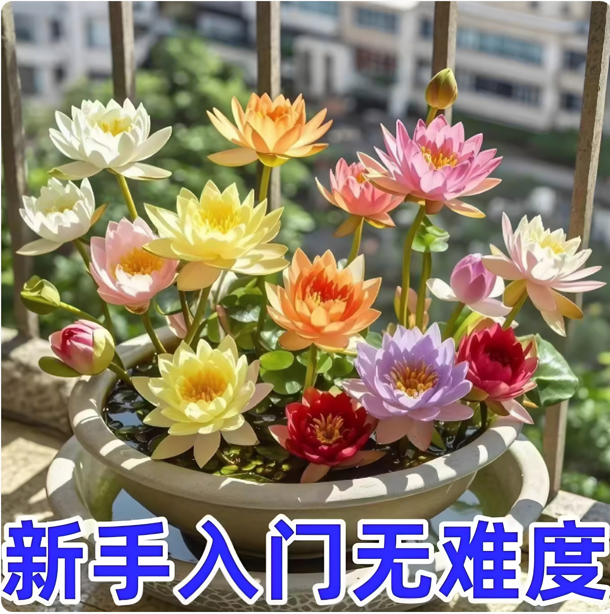 【开满盆】水培荷花种子家庭阳台小院盆栽地栽四季种植开满盆JH