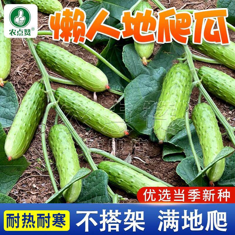【懒人地爬瓜种子】春秋免搭架懒人易种水果黄瓜耐旱阳台种子zy