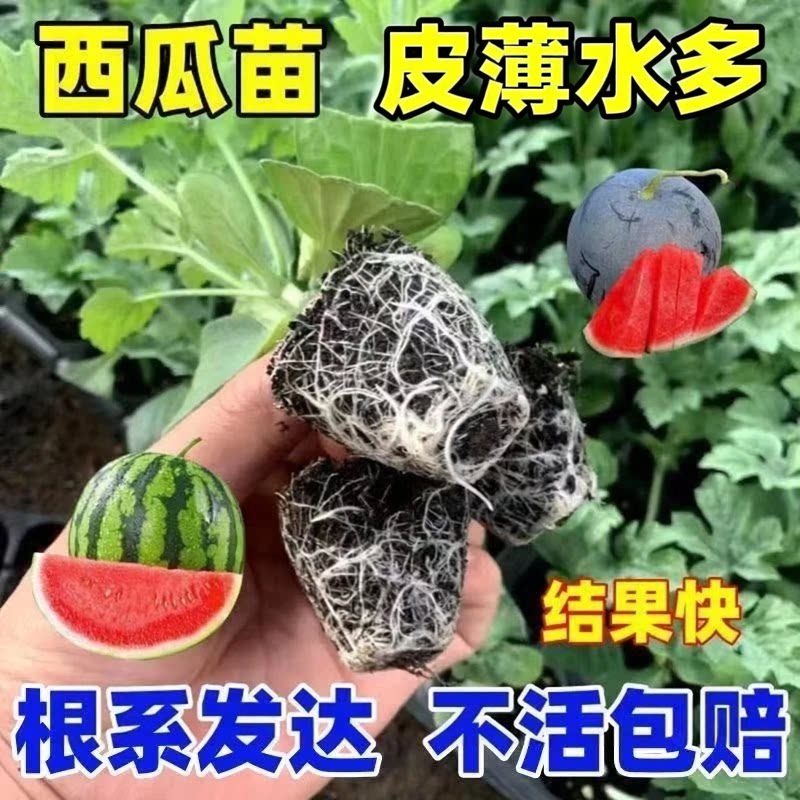 【西瓜苗】麒麟西瓜美都西瓜皮薄汁水足盆栽阳台小院种植西瓜苗JH