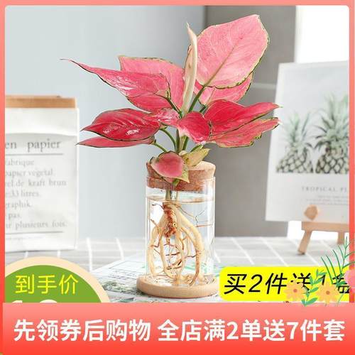 水培植物绿萝文竹九里香多肉花卉盆栽办公室内桌面水养好养小绿植