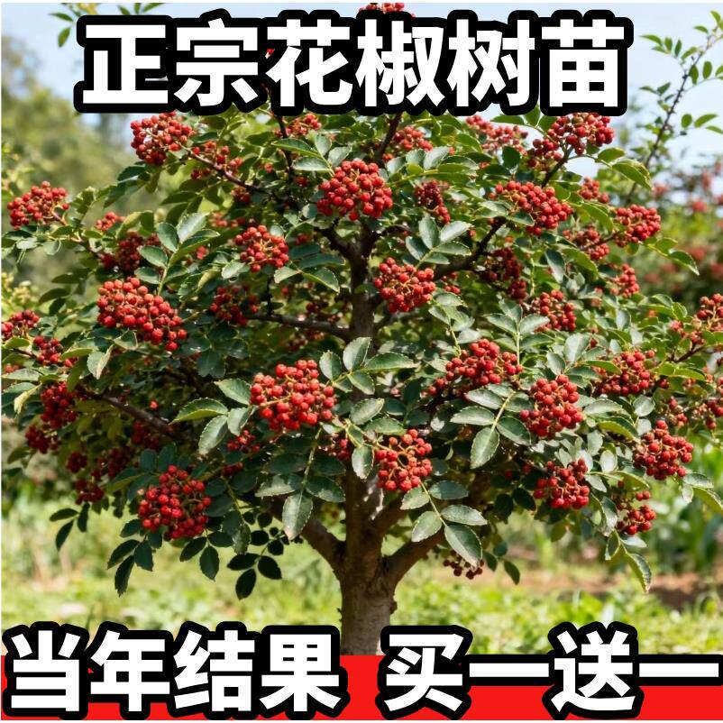 特大红袍花椒苗树小苗南北方种植老品种麻椒当年结果花椒树苗