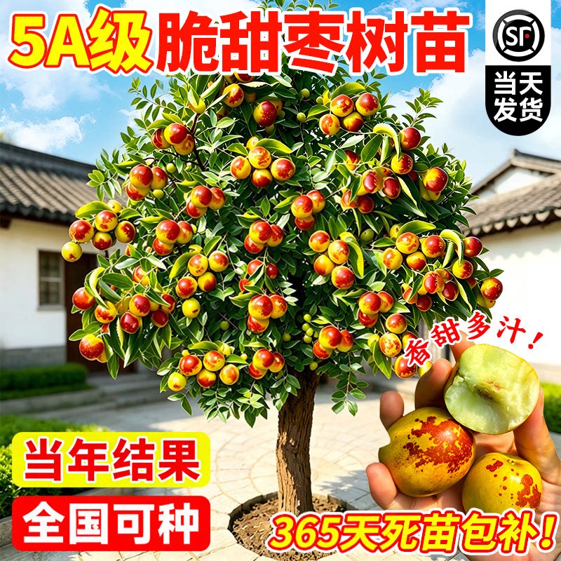 枣树活苗特大冬枣嫁接树苗沾化冬枣三代大枣超甜奶枣苹果水果青枣