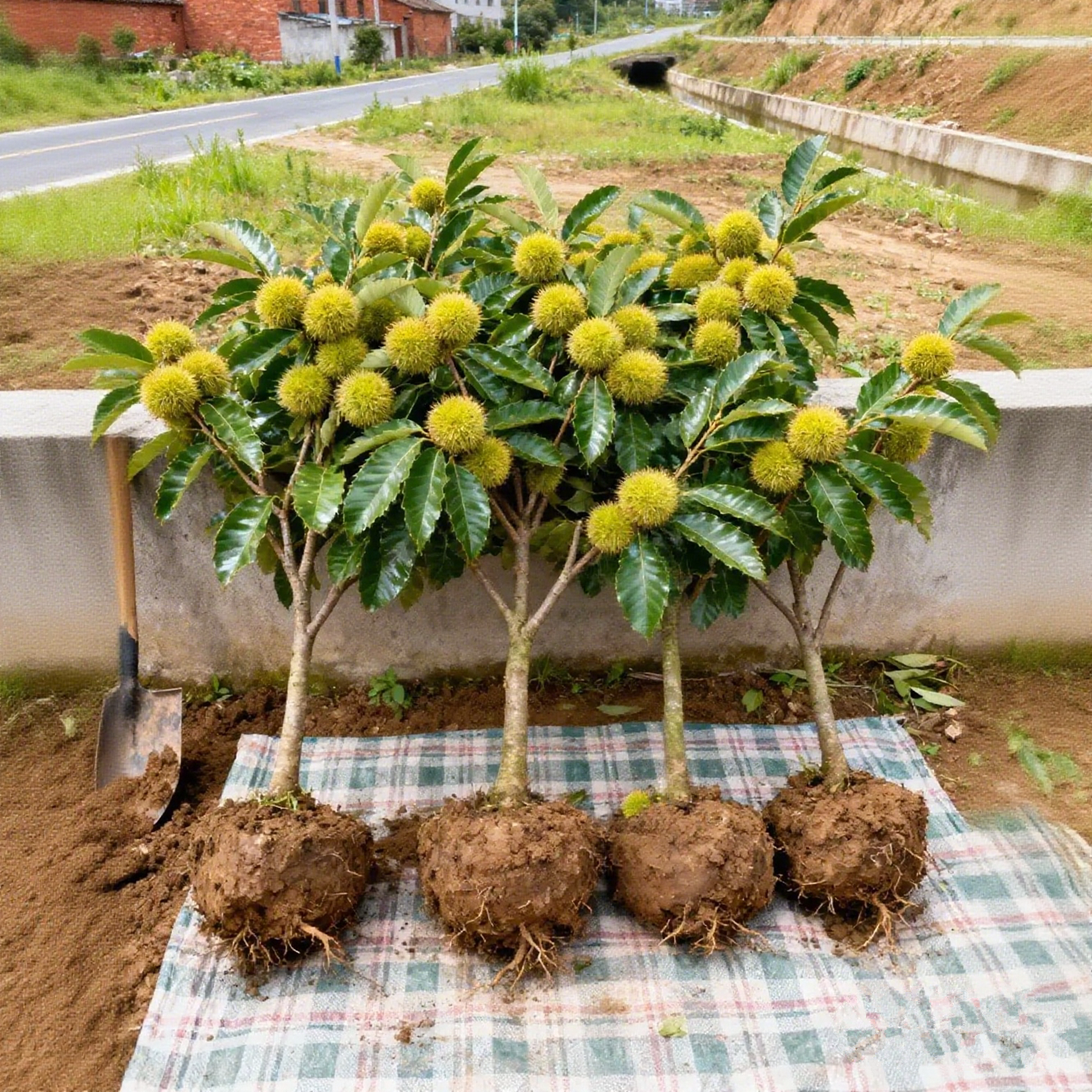 板栗树苗嫁接毛栗子地栽特大树苗果树果苗南北方种植当年结果好养