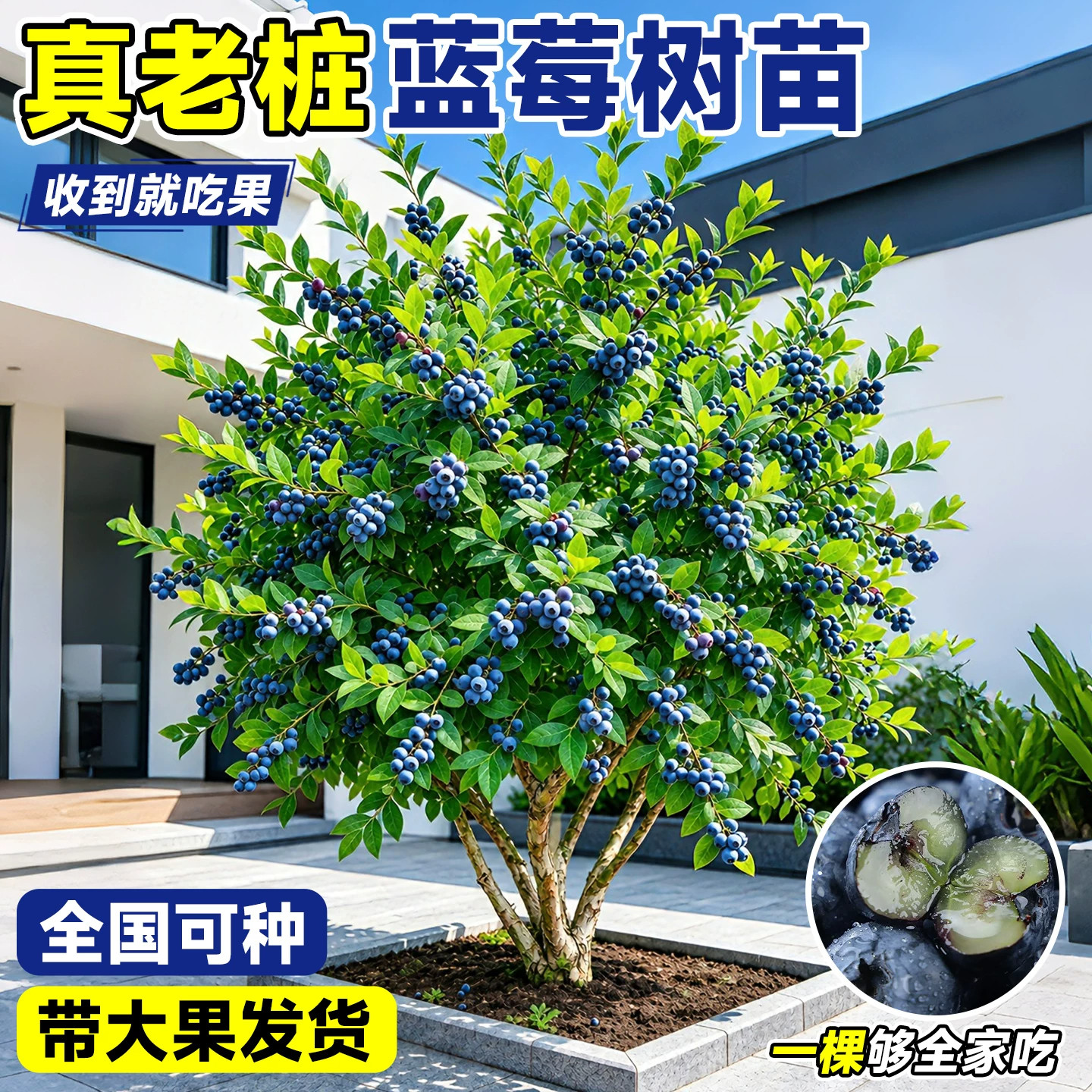 特大号云南花香蓝莓树果苗带果发货顺丰包邮送货上门四季室内外种