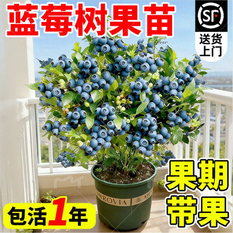 高山花香蓝莓树果苗盆栽果树苗果期带果南北方种植带土带叶
