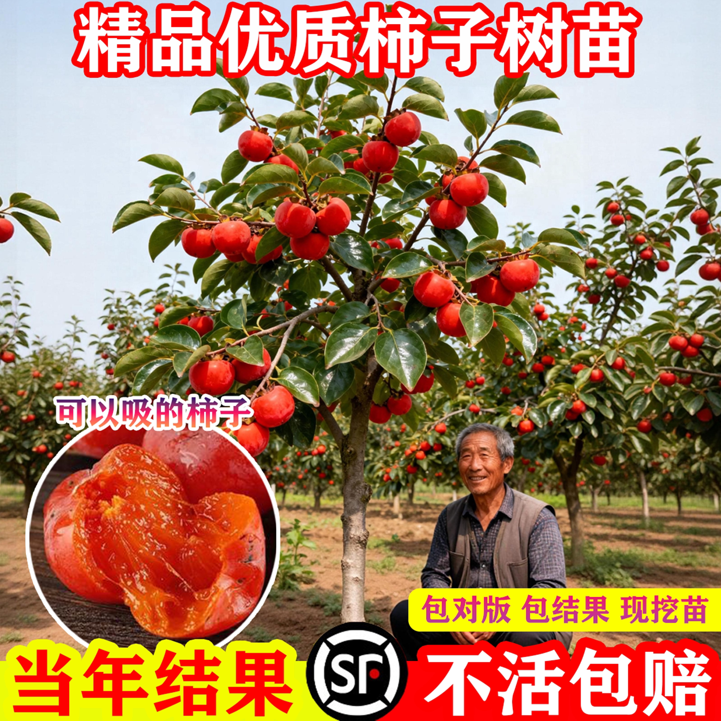 无核脆甜柿子树果苗庭院果树嫁接苗南方北方耐寒特大火晶柿子苗树